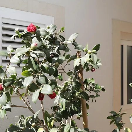330 * Ντουμπρόβνικ